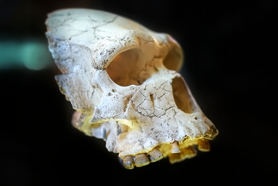 Un tuffo nella preistoria: cosa ci dicono i denti di 4.000 anni fa