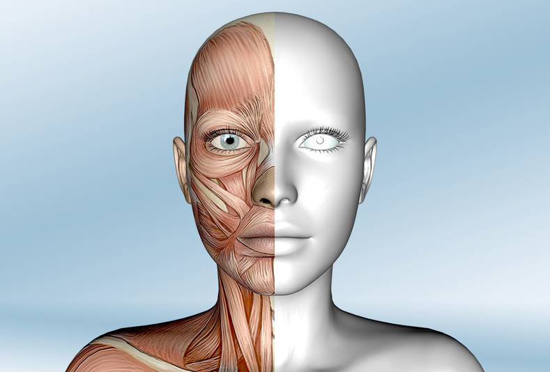 modello anatomico